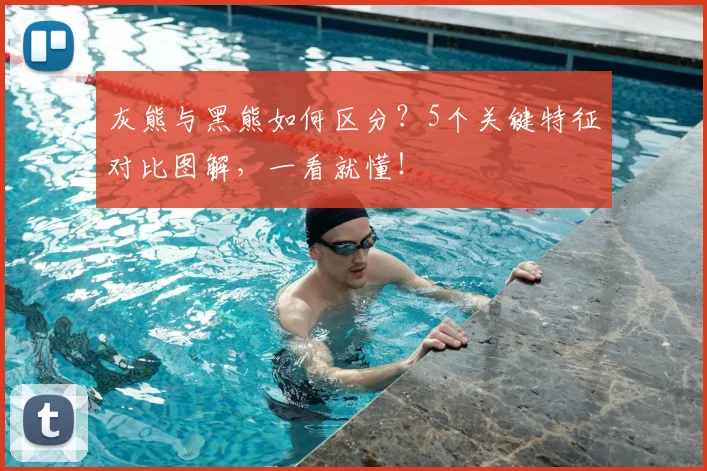 灰熊与黑熊如何区分？5个关键特征对比图解，一看就懂！